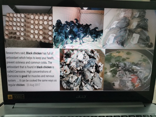DOST Secretary Commends CSU’s Native Black Chicken Project