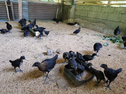 DOST Secretary Commends CSU’s Native Black Chicken Project
