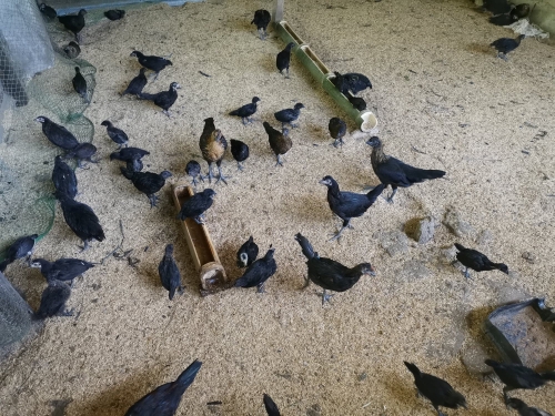 DOST Secretary Commends CSU’s Native Black Chicken Project