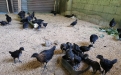 DOST Secretary Commends CSU’s Native Black Chicken Project