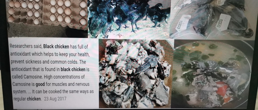 DOST Secretary Commends CSU’s Native Black Chicken Project