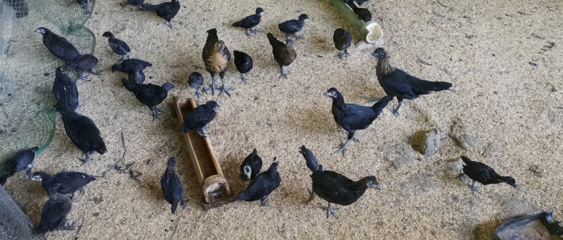 DOST Secretary Commends CSU’s Native Black Chicken Project