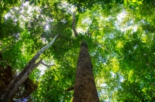 Bachelor of Science in Forestry